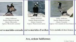 Ave, ordem Suliformes birds novaehollandiae Phalacrocorax bigu&aacute;-de-pesco&ccedil;o-marrom Cormor&atilde;o Large