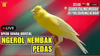 SUARA KENARI GACOR PANJANG PANCINGAN & MASTERAN KENARI PAUD AGAR GACOR AMPUH BUAT KENARI MACET BUNYI