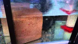 Don't add bio pellets to your reactor too fast!
