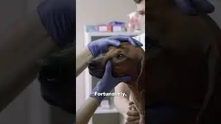 My Pet Has Dry Eyes WOW | i-Drop Vet