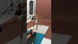 Когда ты готов сделать всё за ложку арахисового масла для фотосессии с собакой