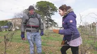 Comment mettre en place la taille respectueuse des flux de sève sur un plantier en guyot ?