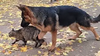 ⁉️Who are you? Cute German Shepherd puppies, a husky, and a smart cat. Party. Odessa 2026