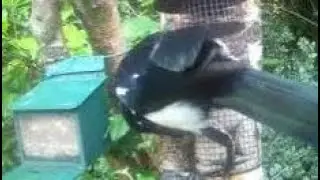 Magpie Birds On Summer Wednesday Visit To My Cottage Garden Scone Perth Perthshire Scotland