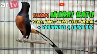 Terapi Murai Batu Stres, Macet Bunyi, Kalah mental Dengan Brainwave dan Suara Air