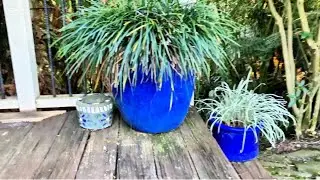 Sunnydaze Large Ceramic Plant Pot!