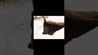 Golden Jackal Wolf in Cave #wolf #jackal #siyar #wolfhowlingsound #wildlife #siyal
