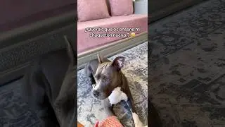 Nueva Chaqueta Impermeable de mi peludo😍❤️