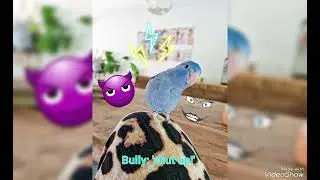 Follow this advice from KikiBird, if you are being bullied 🥰