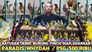 CRAZY! STOCK OF HUNDREDS OF WHYDAH PARADIS FINCHES, A PAIR FOR ONLY 500 THOUSAND