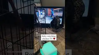 Betty watching chicken tv while she&rsquo;s healing & away from the others. #chickentv #lolaschickens