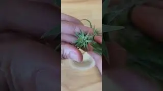 How to Separate Air Plant Babies