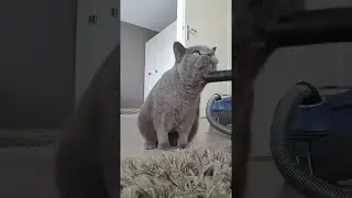 Cat Really Enjoys the Vacuum Cleaner || ViralHog