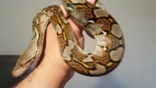 How to handle a baby reticulated python