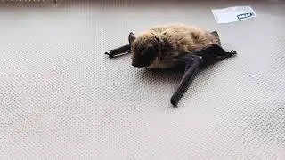 YOUNG BAT-MAN RESCUED FROM DROWNING AND SET FREE AT DUSK