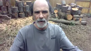 Logs For Fire Wood 66 Year Old Douglas Fir Rounds 04 2025