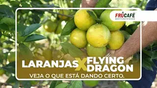 Como estão as Larajas enxertadas no porta enxerto Flying Dragon?