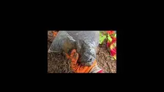 Farm Update: Planted Zinnia Flower @MommyJemAlvarado