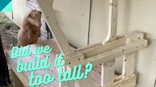 Building a goat milk stand