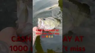 GIANT bass in the KAYAK #bassfishing #bigbassonly #fishing #viral #fyp #shorts #giveaway