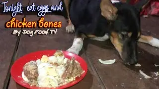 Tonight, eat eggs and chicken bones episode 497| By Dog Food TV