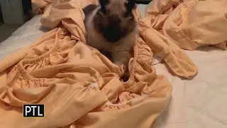 Marvin's Minute: Marvin helps make the bed