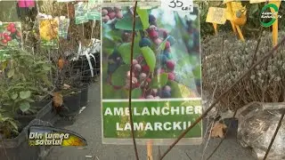Ce trebuie să știi despre amelanchier (pomul cu stafide)