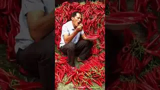 The peppers grown by Lao Yang are so good #shortvideo #shorts #short