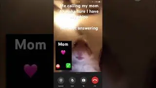 PLZ ANSWER #memes #funny #custom #pets #themanniishow #comedy #freecomedy #helpmemakethismakesense