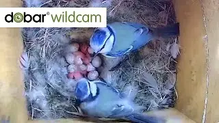 Blaumeisenpaar Blue und Sky - alle 13 Küken sind geschlüpft 🐣!