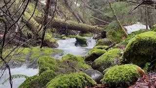4K Glorious white noise ! Snow melt Mossy creek nature sounds for focus, sleep, asmr