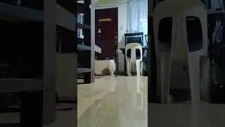 Looshy Dog puppy - October 31, 2023
