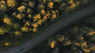Forest Road Aerial View
