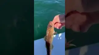 Baby cod! #fishing #fish #cod #shorts