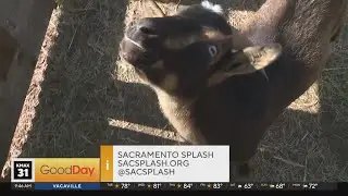 Big Day of Giving with Sacramento Splash! Part 1