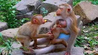 Pregnant monkey Joyce gives Lily a drink of her milk before she gives birth, surprising Jovi