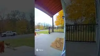 Guard Dog 