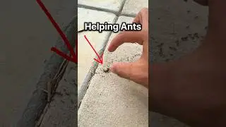 I HELPED an ANT COLONY!!