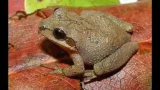 Pseudacris brachyphona - Mountain chorus frog