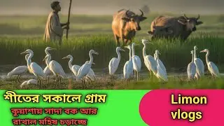 শীতের সকালে সাদা বক|কুয়াশার মাঠে সাদা বকের শান্ত দৃশ্য | Buffalo Grazing Village Life।Village Nature