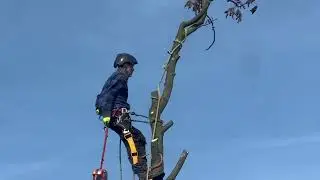 Kastanjebomen kappen dmv klimtechniek en afvangen van takken.