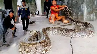 3 Brave Hunters Confront A Giant Snake To Rescue A 70-Year-Old Man From An Abandoned Hhouse.