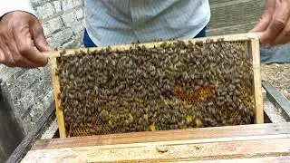 How I Harvest Honey as a Beekeeper