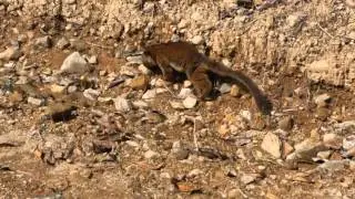 Olinguito