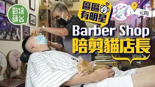 元朗貓貓店長Barber Shop 瞓你肚腩陪剪髮 客人唔愛貓變領養貓 垃圾房貓變型格Barber Shop店長 #區區有明星 #動物蘋台－果籽 香港 Apple Daily