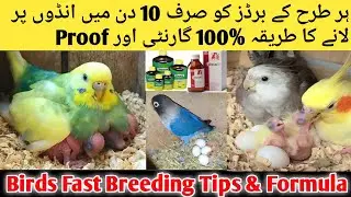 Birds Fast Breeding Tips 2024 l Cockatiel,Love birds,Budgies Best Breeding Tips In Hindi,Urdu l Bird