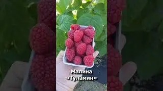 Малина Туламин #shorts #садыроссии #малина @SadyRossii #садыроссии