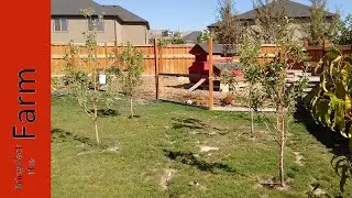 Apple Tree Recovering from Pruning Mistake