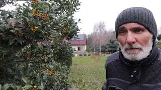 OSTROKRZEW