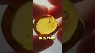 Restos F&oacute;siles De Hace 100 Millones De A&ntilde;os